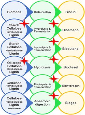 Halophiles and Their Vast Potential in <mark class="highlighted">Biofuel Production</mark>
